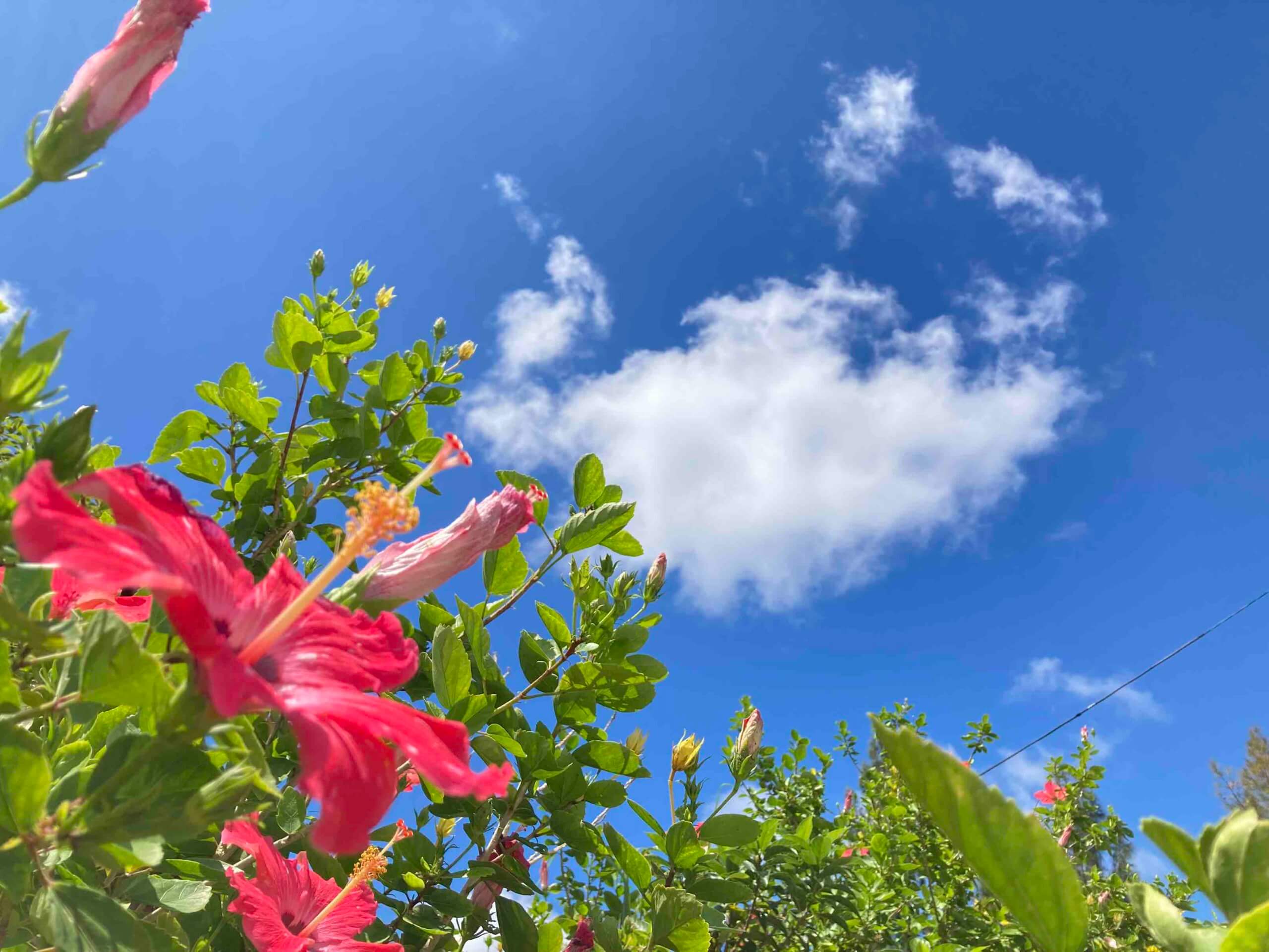 綺麗なバラと沖縄の美しい不動産にはトゲがある 沖縄ネット不動産のイチオシ不動産情報