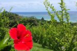 沖縄の南国リゾート楽園天国とお花畑は紙一重