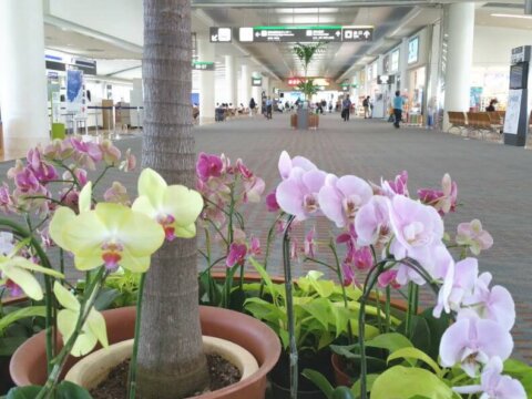 南国リゾート沖縄便のフライトの楽しみ方