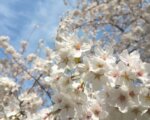 最後に残るのは記憶という証（あかし）